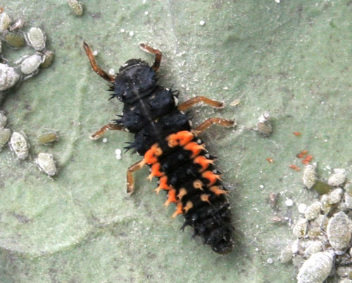 Lady beetle larva